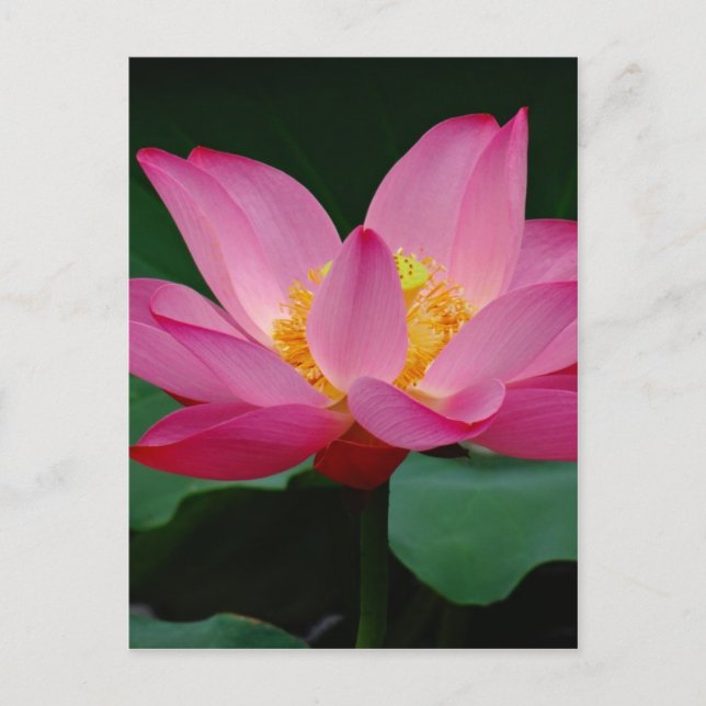 Blooming Lily Postcard (Front)