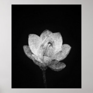 blooming lotus flower bud sketch art poster