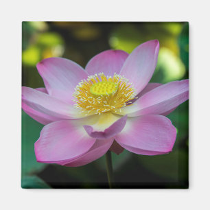 Blooming lotus flower, Indonesia Magnet