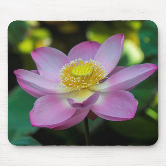 Blooming lotus flower, Indonesia Mouse Pad (Front)
