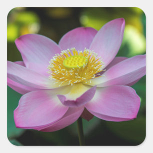 Blooming lotus flower, Indonesia Square Sticker