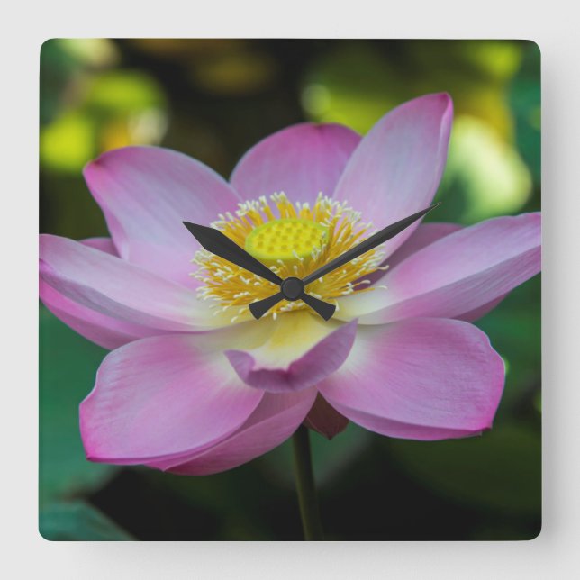 Blooming lotus flower, Indonesia Square Wall Clock (Front)