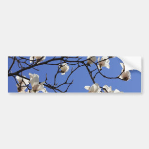 Blooming Magnolias Bumper Sticker