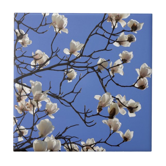 Blooming Magnolias Tile (Front)