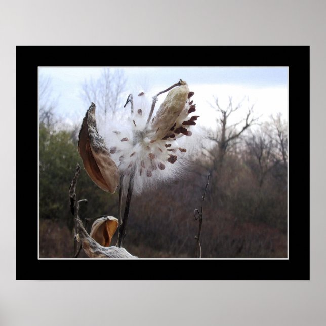 Blooming Milkweed Pod Poster (Front)