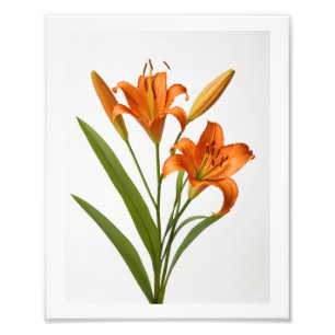 Blooming orange lily on white background Poster