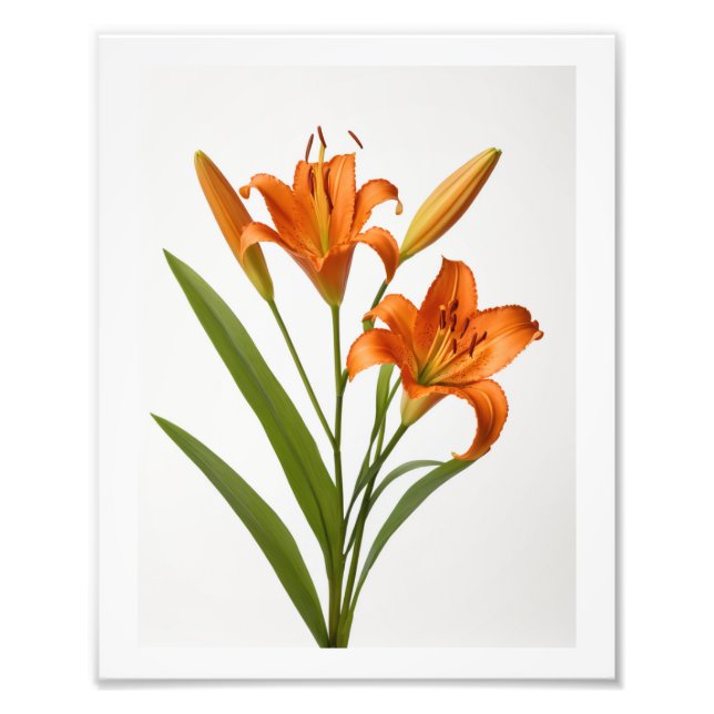 Blooming orange lily on white background Poster (Front)