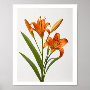 Blooming orange lily on white background Poster