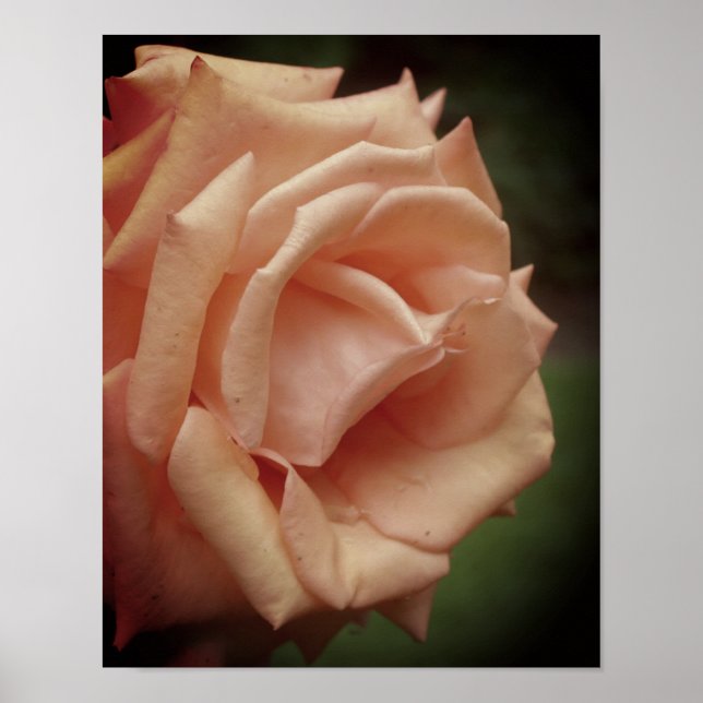 Blooming Peach Rose  Poster (Front)