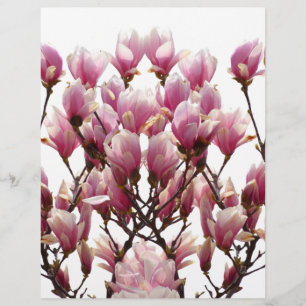 Blooming Pink Magnolias Spring Flower