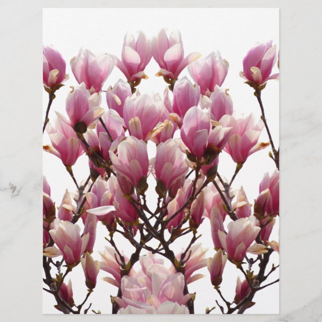 Blooming Pink Magnolias Spring Flower (Front)