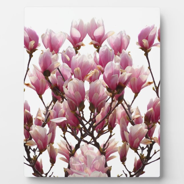 Blooming Pink Magnolias Spring Flower Plaque (Front)