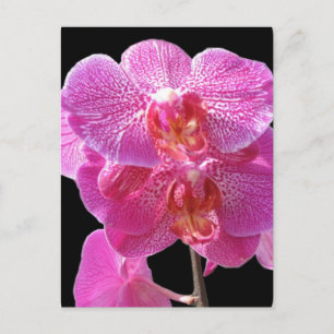 Blooming Pink Orchids Postcard