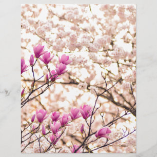 Blooming Pink Purple Magnolias Spring Flower