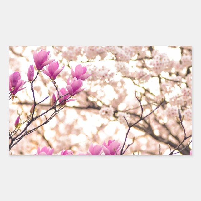 Blooming Pink Purple Magnolias Spring Flower Rectangular Sticker (Front)