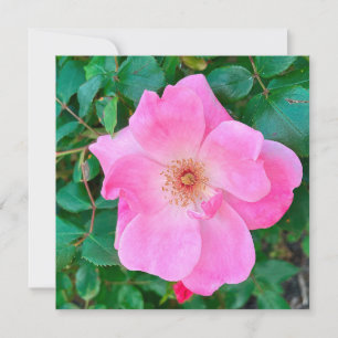 Blooming Pink Rose Flower Birthday Greeting Card