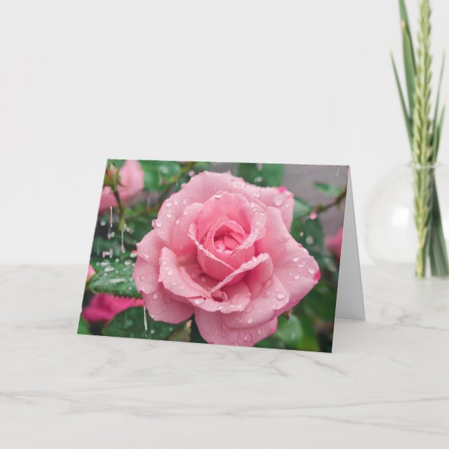 Blooming Pink Rose wit Raindrops  Card (Front)