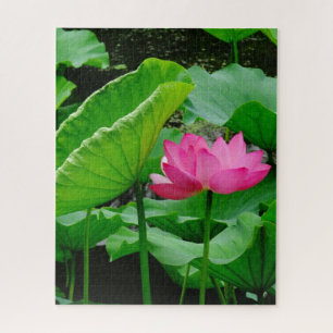 Blooming Pink Water Lily Jigsaw Puzzle