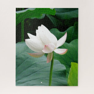 Blooming Pinkish-White Water Lily Among the Leaves Jigsaw Puzzle