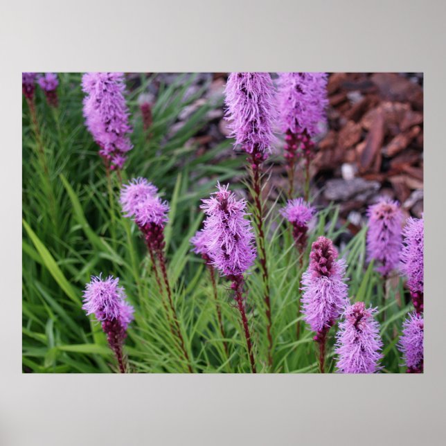 Blooming Poster (Front)