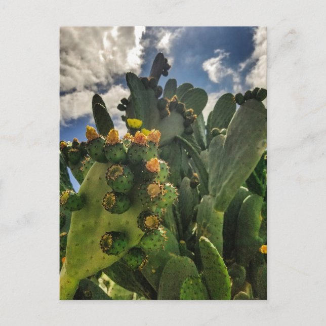 Blooming prickly pear cactus postcard (Front)