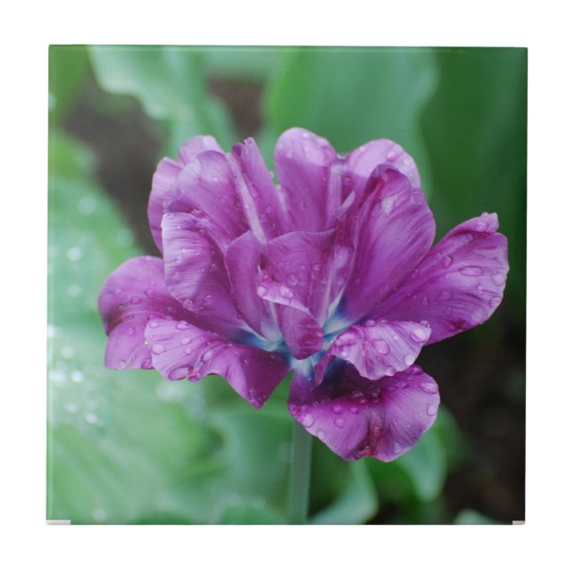 Blooming Purple Parrot Tulip Tile (Front)