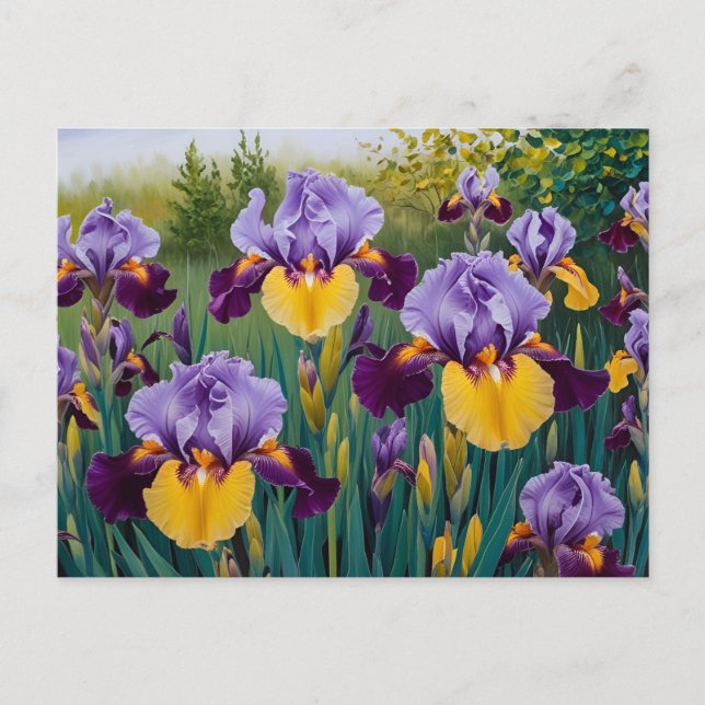 Blooming Purple Yellow Iris Flowers  Postcard (Front)