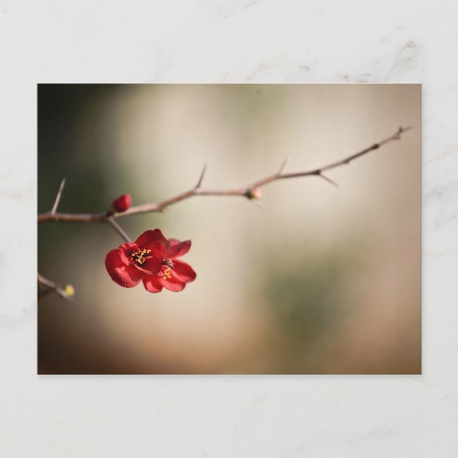 Blooming Quince Post Cards (Front)