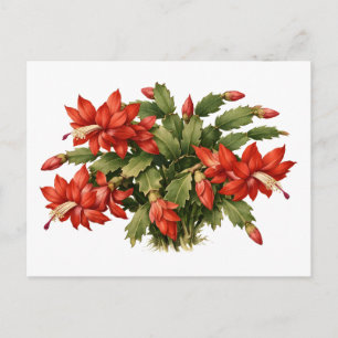 Blooming Red Christmas Cactus Plant Postcard