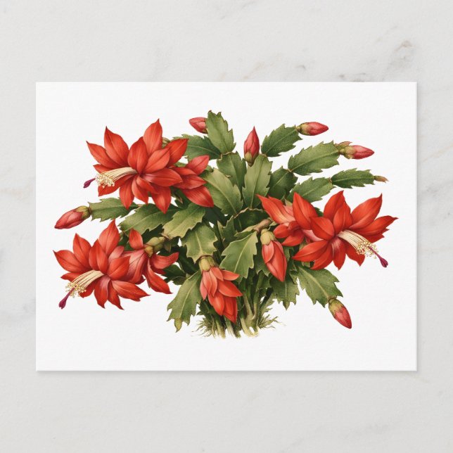 Blooming Red Christmas Cactus Plant  Postcard (Front)