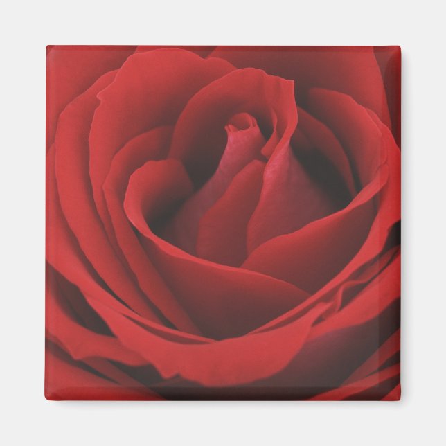 Blooming Red Rose Magnet (Front)