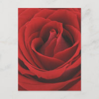 Blooming Red Rose