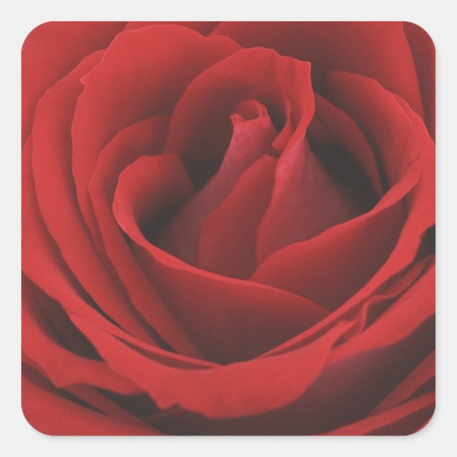 Blooming Red Rose Square Sticker (Front)