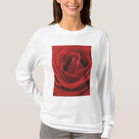 Blooming Red Rose
