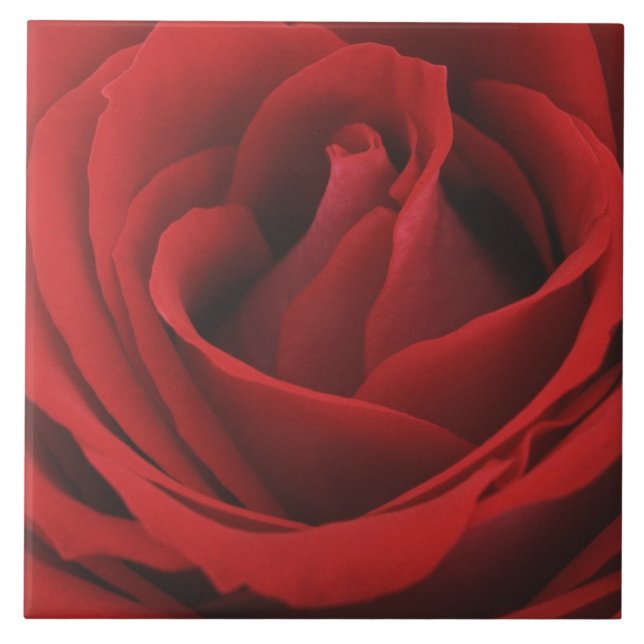Blooming Red Rose Tile (Front)