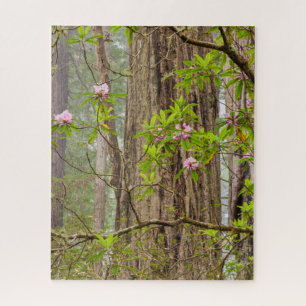 Blooming Rhododendrons Redwoods State Park,CA Jigsaw Puzzle