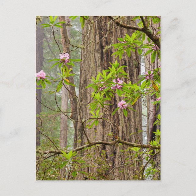 Blooming Rhododendrons | Redwoods State Park,CA Postcard (Front)