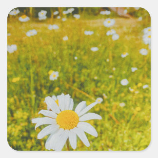 Blooming scandinavian summer field square sticker