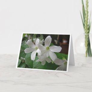 Blooming Shamrock Greeting Card, Blank Inside Card