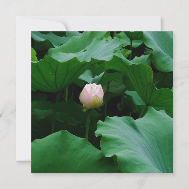 Blooming Soon (Front)