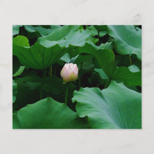 Blooming Soon