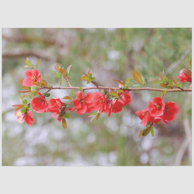 Blooming Spring Tissue Paper (Front)