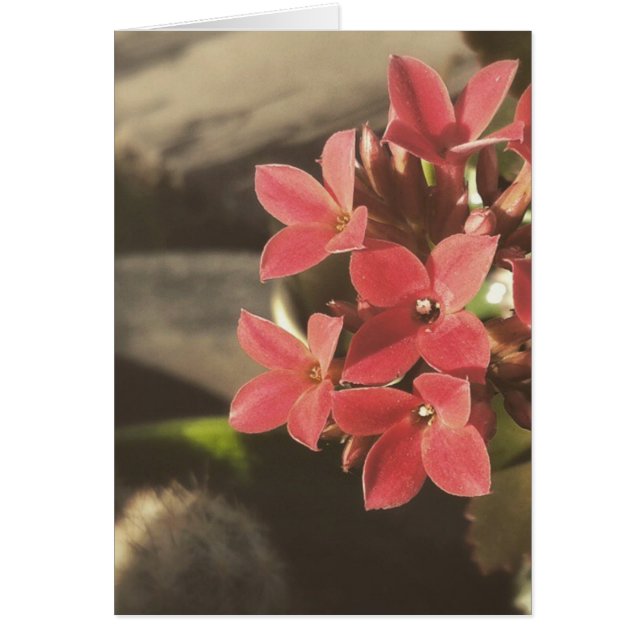Blooming Succulents in my Garden (Front)
