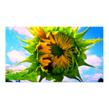 Blooming Sunflower