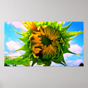 Blooming Sunflower Poster