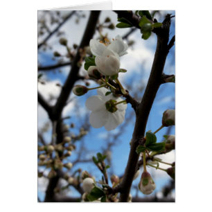 Blooming tree