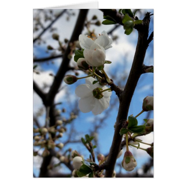 Blooming tree (Front)