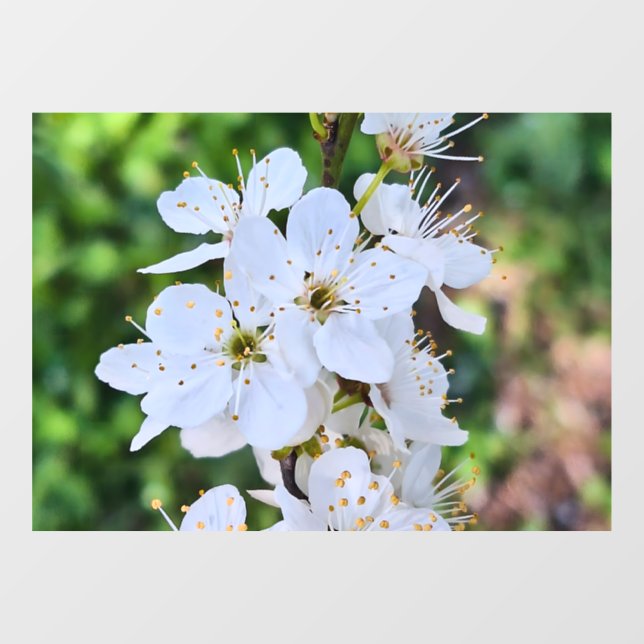 Blooming Tree in Spring Romania – Blossom Photogra (Sheet)