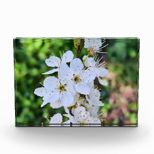 Blooming Tree in Spring Romania – Blossom Photogra Photo Block