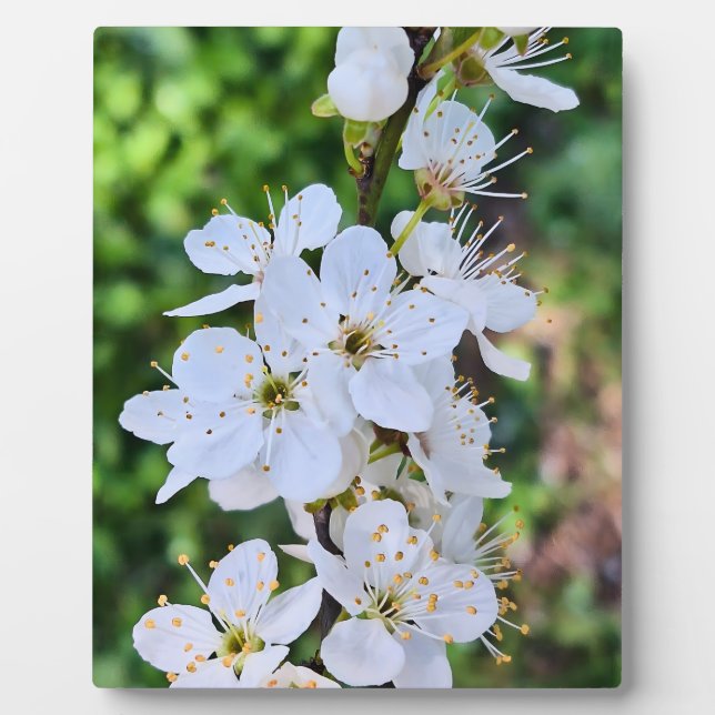 Blooming Tree in Spring Romania – Blossom Photogra Plaque (Front)